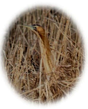 Bittern - Photo Tony Foster