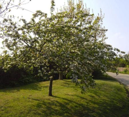 Crabapple Tree in blossom on the village green 5th May, 2010 - Photo Tony Foster
