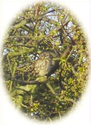 Little Owl - 3rd April, 2011 - Photo Gill Morley