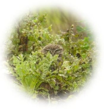 Little Owl - Photo Tony Foster