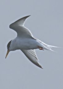 Little Tern