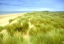 Marram grass in the dunes at NWT Holme Dunes