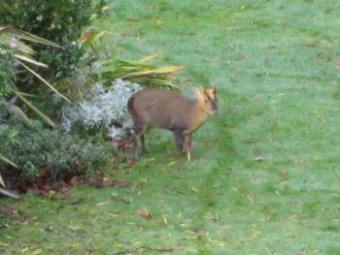 A Muntjac deer in a garden on Westgate - 12th December, 2009 - Photo Roger Davey