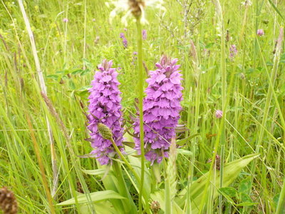 Pyramidal orchid Photo - Sally and Martin Crown