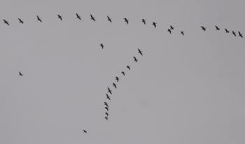 More Pink Footed Geese - Photo Tony Foster