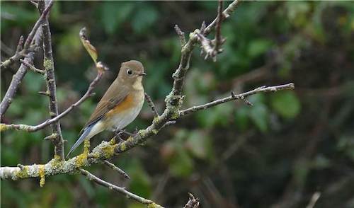 Red-flanked Bluetail