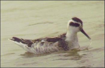 Red-necked Phalarope (juv.) Sep. 2010 - Photo Tony Foster