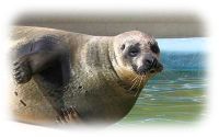 Sally, a resident seal at the Seal Sanctuary