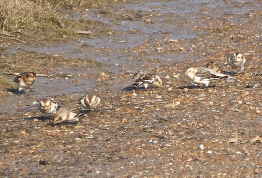 Snow Buntings on the beach at Holme-next-the-Sea - January 27th, 2015. Photo - Tony Foster