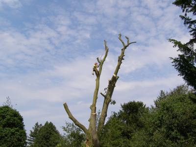 Tree felling in St. Mary's churchyard - Photo Peter Fynn