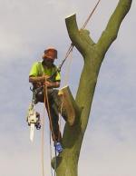 Tree felling in St. Mary's churchyard - Photo Peter Fynn