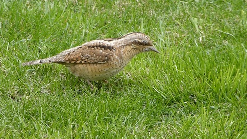 Eurasian Wryneck