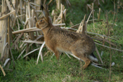 Brown HareHolme Marshes (from one of the hides)16th February, 2013Photo Malcolm Pitt