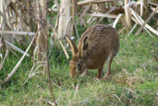 Brown HareHolme Marshes (from one of the hides)16th February, 2013Photo Malcolm Pitt