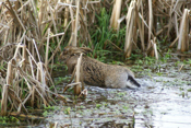 Brown HareHolme Marshes (from one of the hides)16th February, 2013Photo Malcolm Pitt