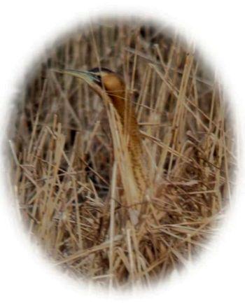 Bittern
