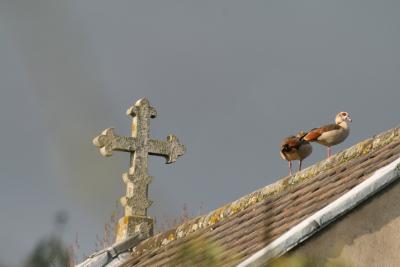 Egyptian Geese on church roof