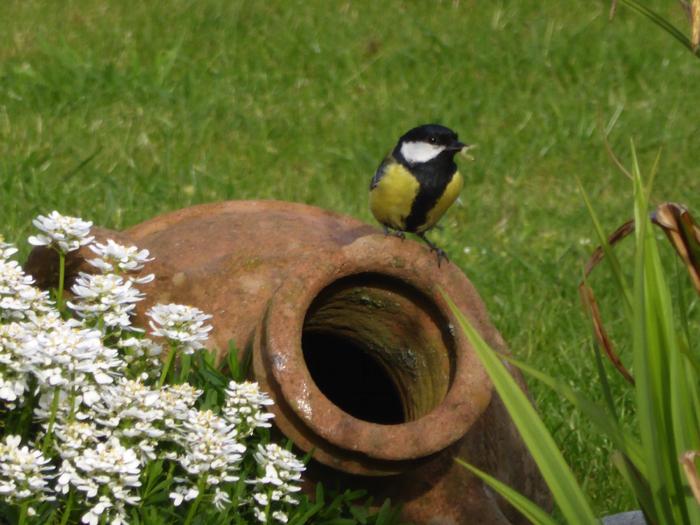 Great Tits nesting in a HntS garden