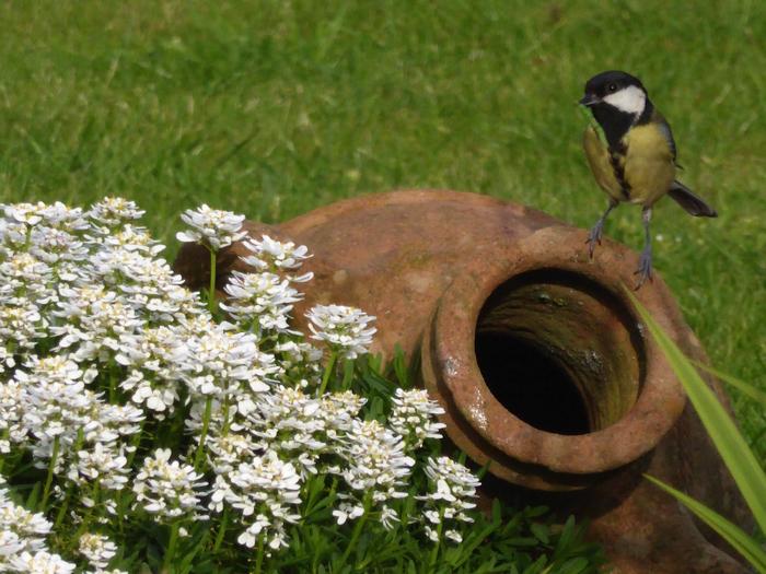Great Tits nesting in a HntS garden