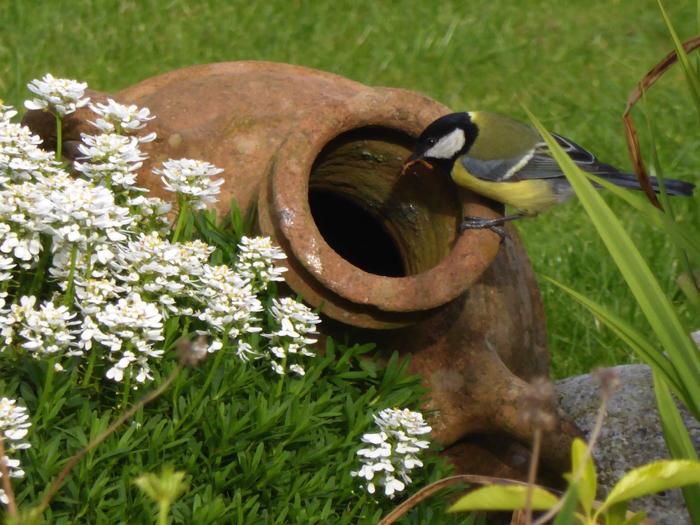 Great Tits nesting in a HntS garden
