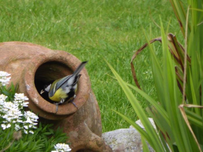 Great Tits nesting in a HntS garden
