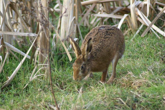Brown Hare swimming