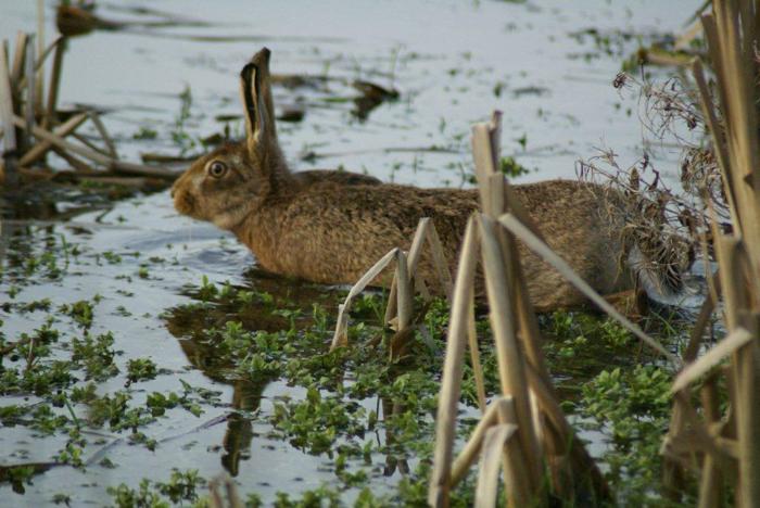 Brown Hare in water