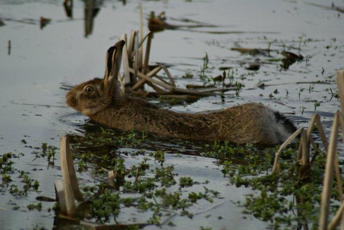 Hare swimming sequence