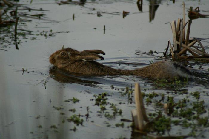 Brown Hare in marshland