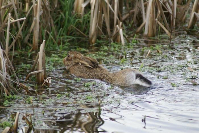 Hare emerging from water