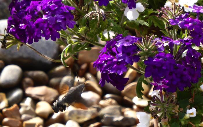 Hummingbird Hawk Moth