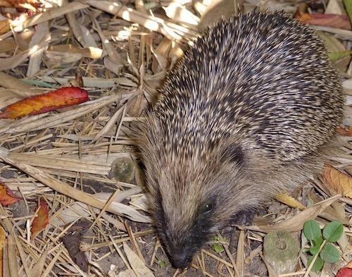 Hedgehog in Westgate garden