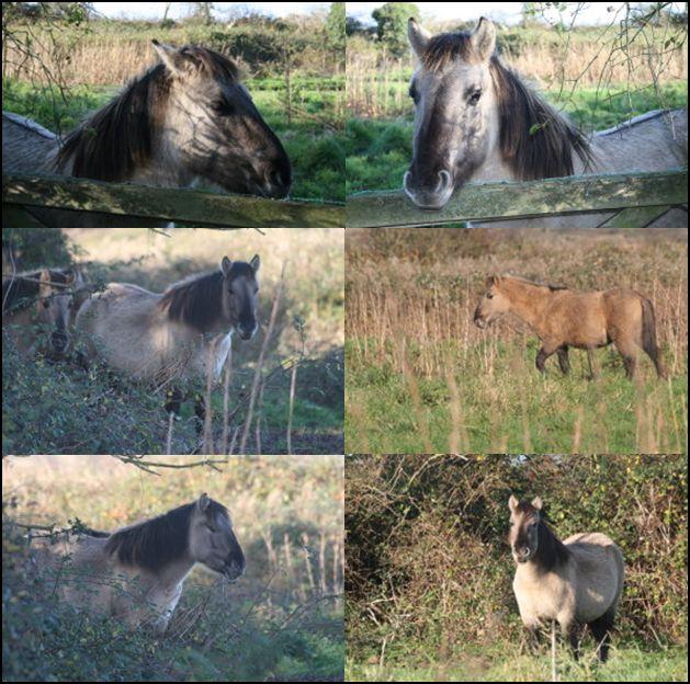 Konik ponies on the marshes