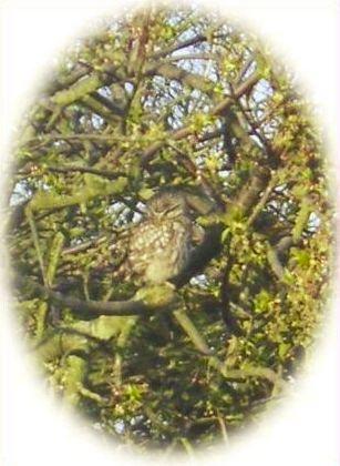 Little Owl perched on a branch