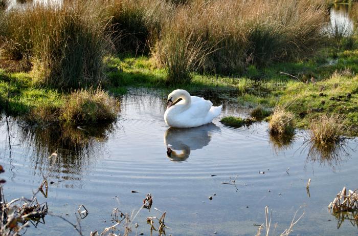 Female Mute Swan near Holme-next-the-Sea beach