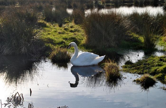 Female Mute Swan near Holme-next-the-Sea beach