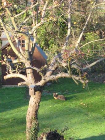 Muntjac deer in a garden on Westgate