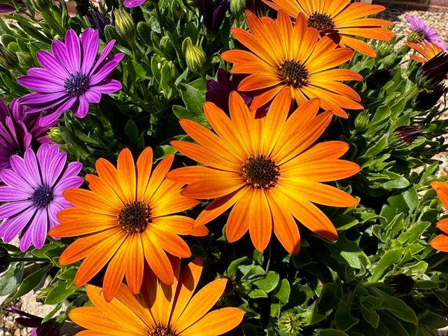 Orange and purple osteospermum daisies in close-up