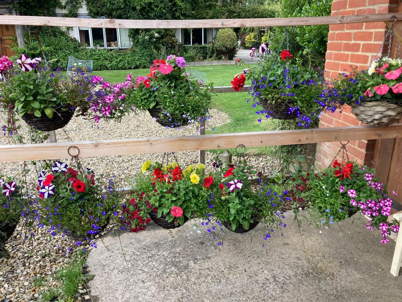 Hanging baskets of petunias and lobelia on wooden rails