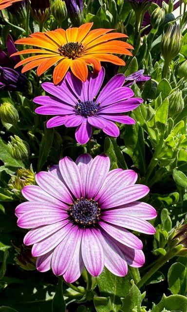 Orange, purple and pink osteospermum daisies