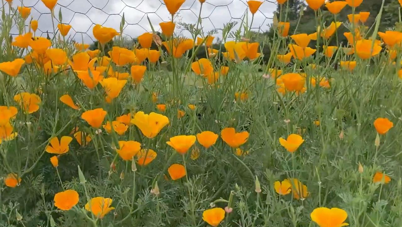 A drift of orange California poppies