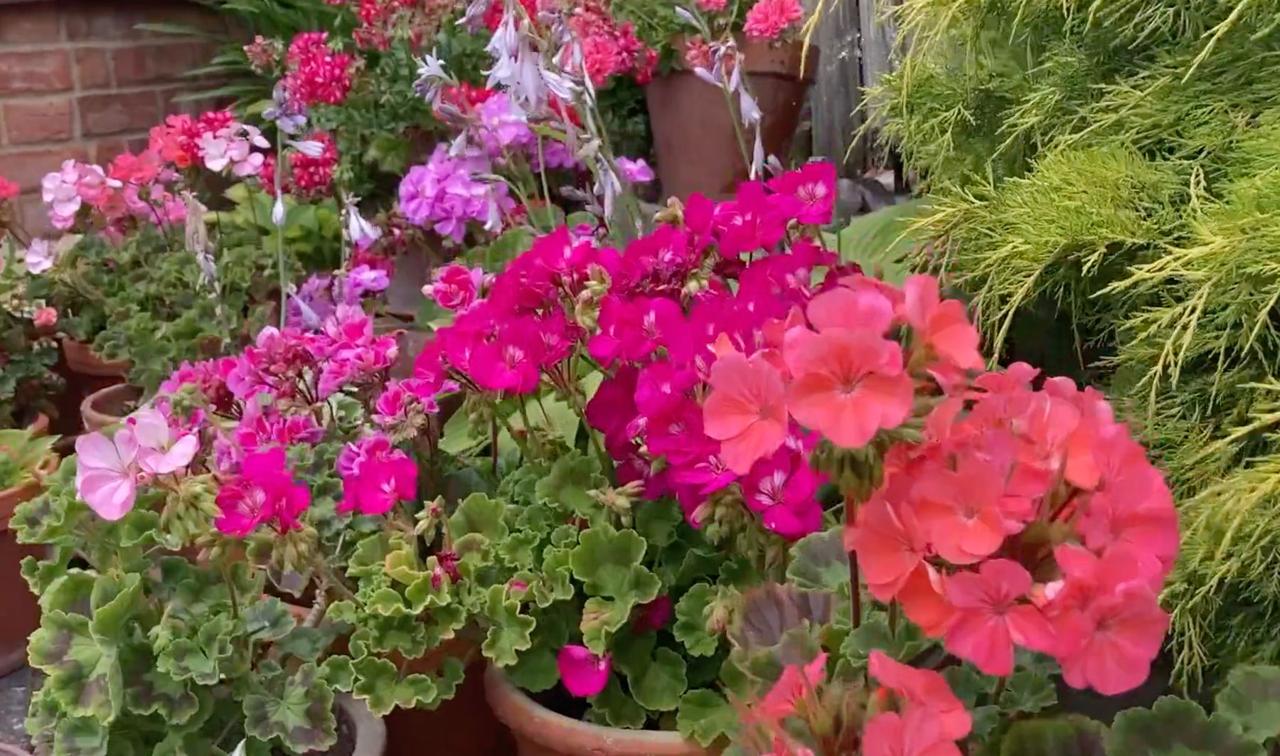 Pink and red pelargoniums in terracotta pots