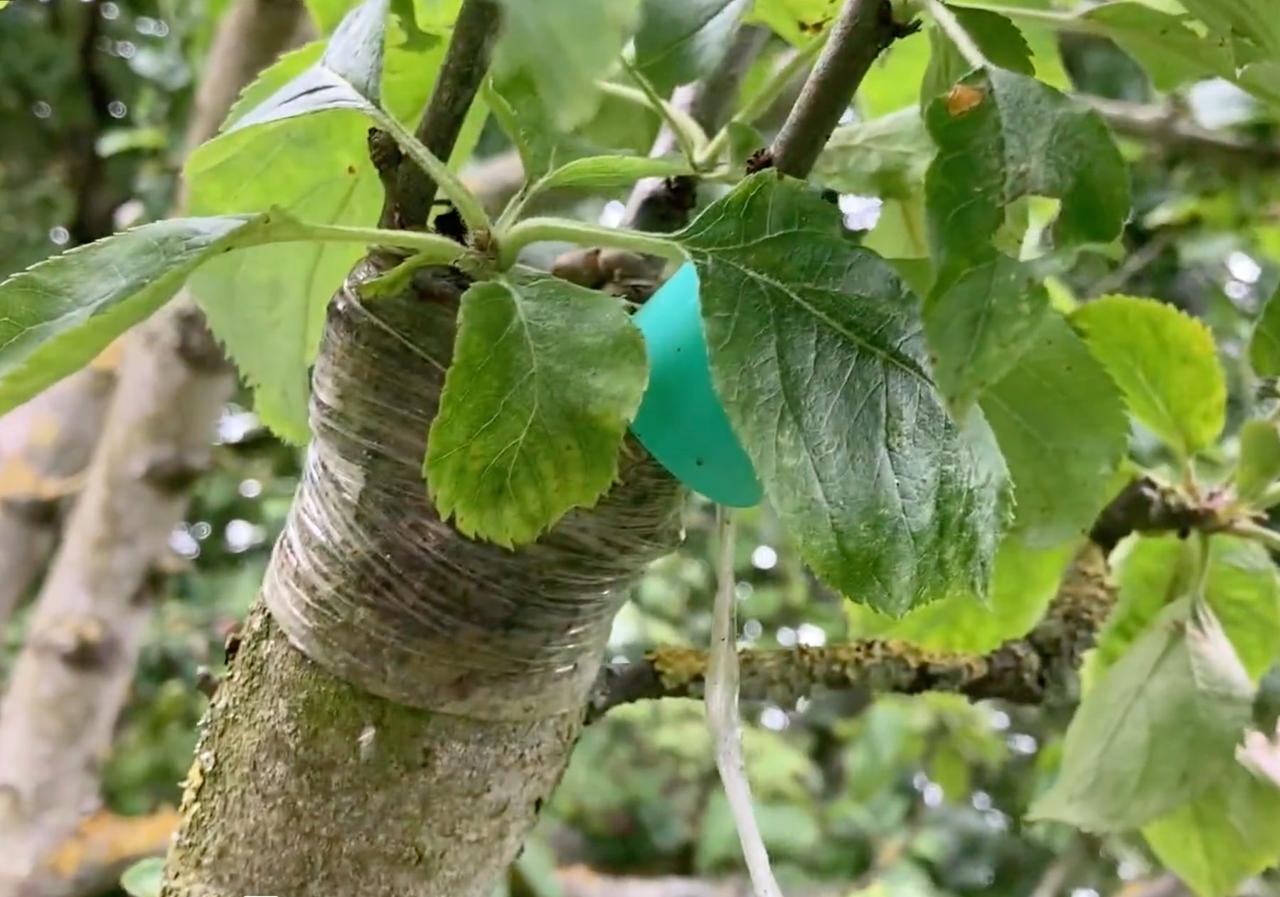 A young grafted branch on an apple tree