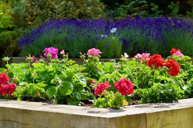A railway-sleeper raised bed of pelargoniums with lavender behind