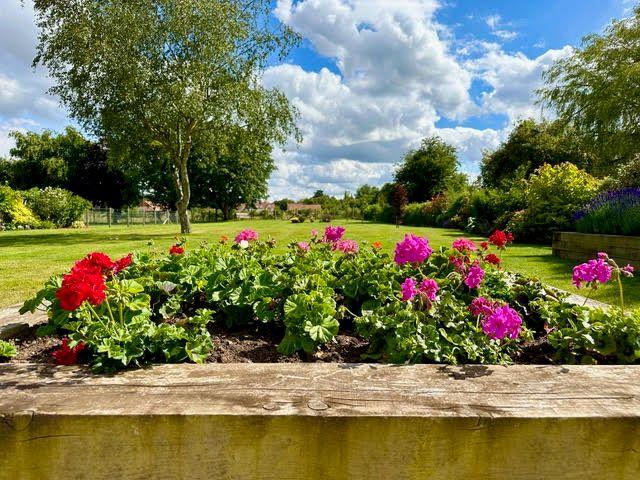 Red and pink geraniums in a raised timber bed under a blue sky