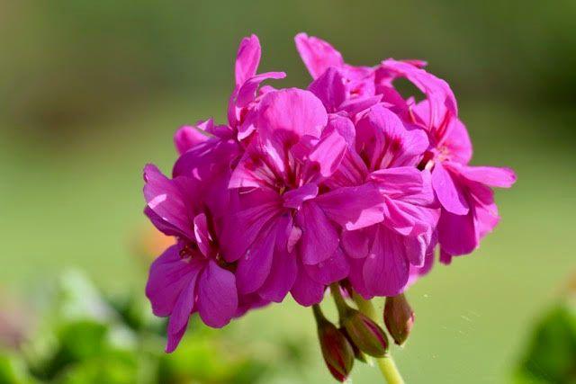 A magenta pelargonium flower in close-up