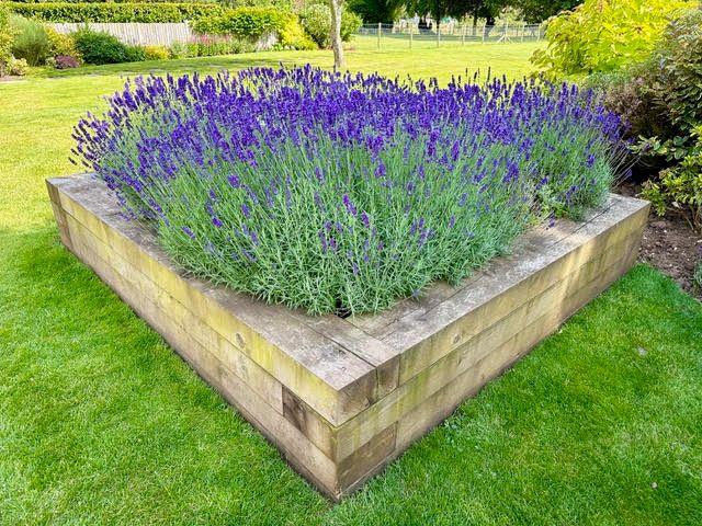 Lavender filling a square railway-sleeper raised bed