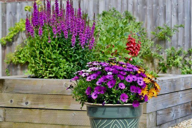 A pot of purple osteospermums with purple loosestrife behind