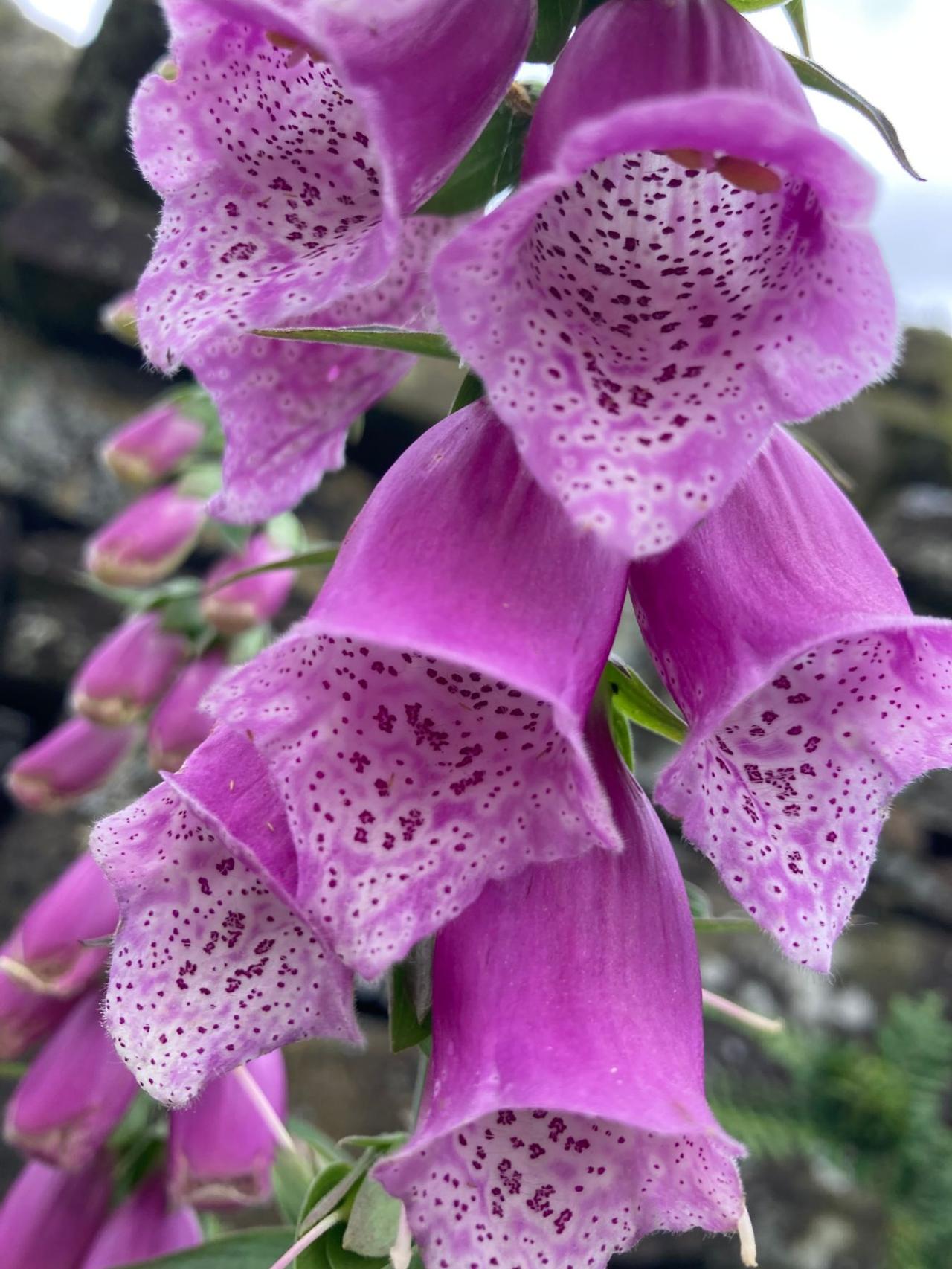 Purple foxglove flowers in close-up