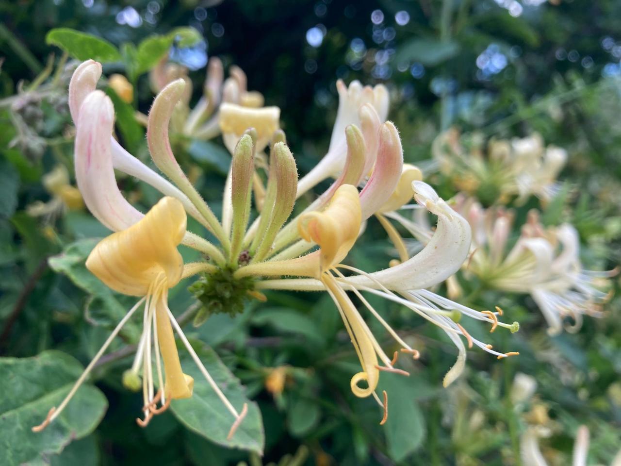 Cream and yellow honeysuckle flowers
